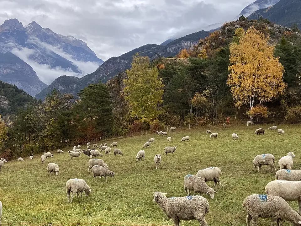 Vue du secteur du départ de « GUILLESTRE - Rif-Bel » : Queyras Pain de Sucre Guillestre.jpg