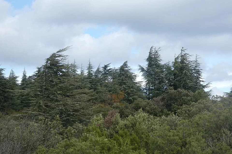 Vue du secteur du départ de « BONNIEUX -LACOSTE - Bois du Pré de Roustan » : Cèdres du Luberon - dsmm06823.jpg