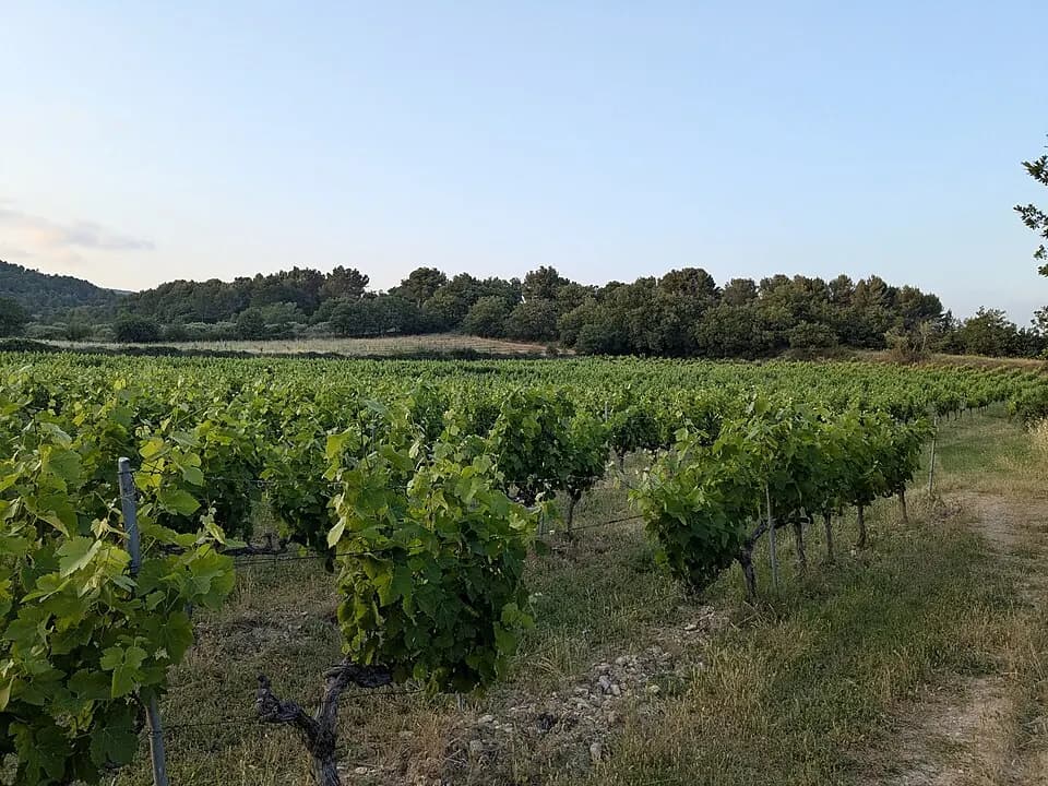 Vue du secteur du départ de « CABRIÈRES D’AVIGNON - De la Cédraie au Mur de la Peste » : Cabrières-d'Avignon - Vignes Ventoux AOC (juin 2025).jpg