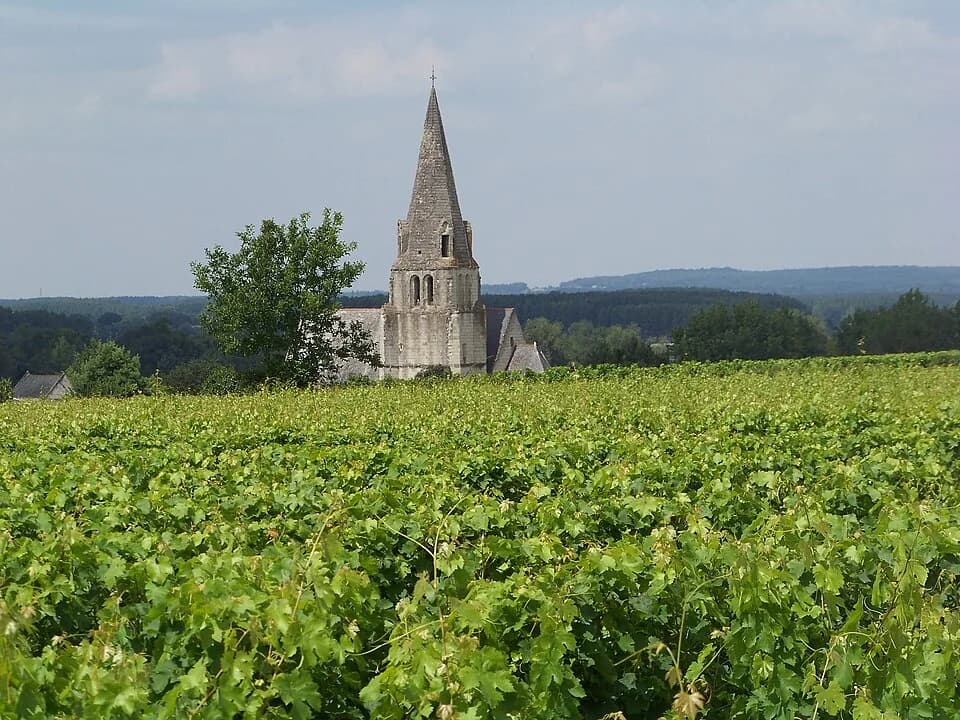 Photo du secteur de « GR 3 - SOUZAY-CHAMPIGNY » : Dans les Vignes de Souzay-Champigny.JPG