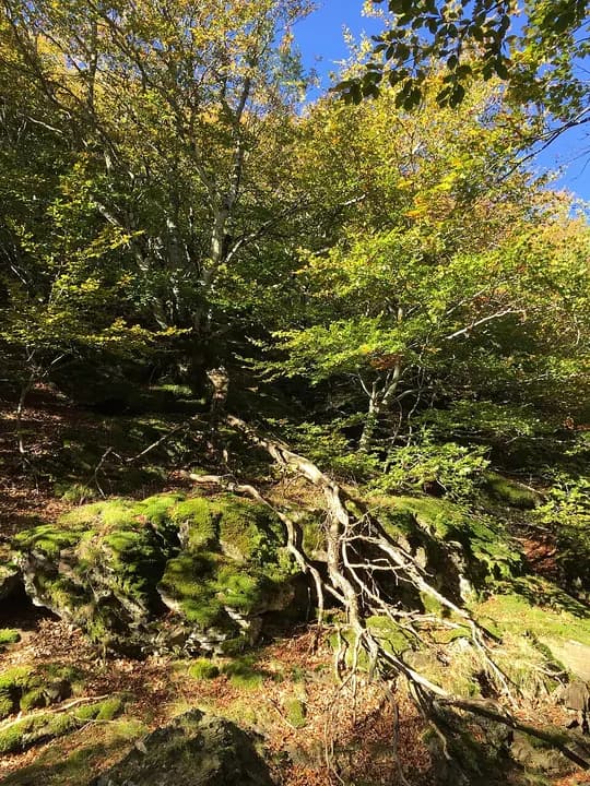 Photo du secteur de « Trévezel, le sentier des botanistes et des forestiers » : France Gard Aigoual - L'esperou - IMG 4973.jpg