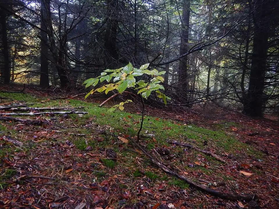 Photo du secteur de « Bayardet » : Etre seul.jpg