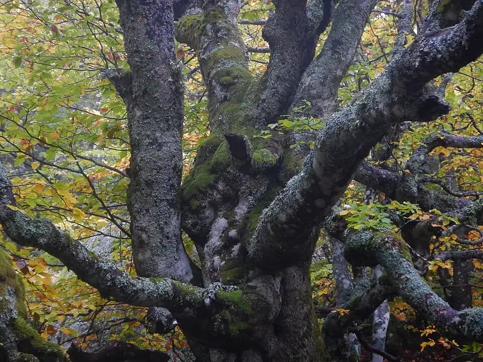 Photo du secteur de « Pic Cassini » : Arbre tordu-2.jpg